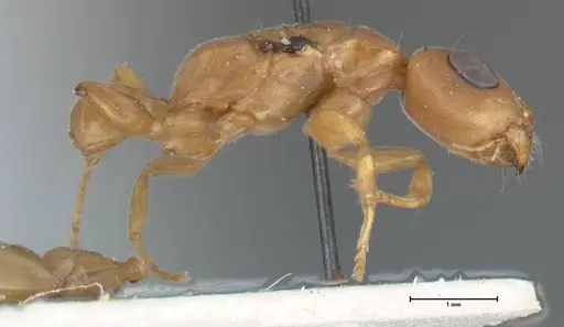 Tetraponera natalensis - FOCOL1160