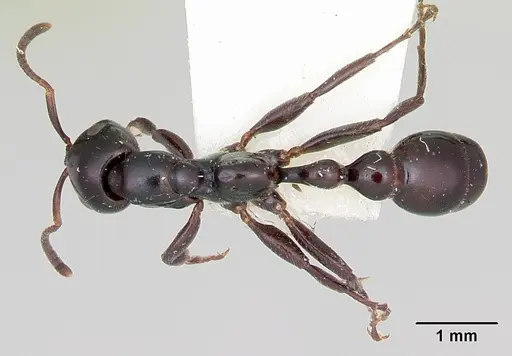 Tetraponera nigra specimen
