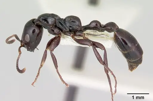 Tetraponera nigra specimen