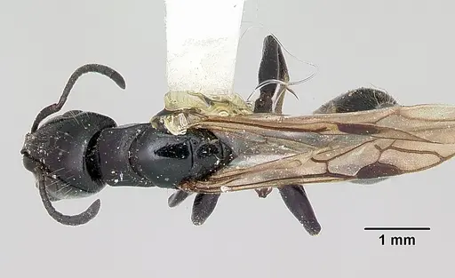 Tetraponera nigra - CASENT0103314