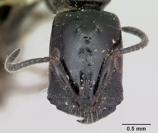 Tetraponera nigra - CASENT0103314