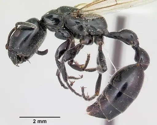 Tetraponera nigra - CASENT0103314