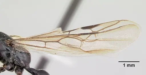 Tetraponera nigra - CASENT0103314
