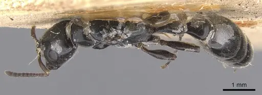 Tetraponera nigra - CASENT0902830