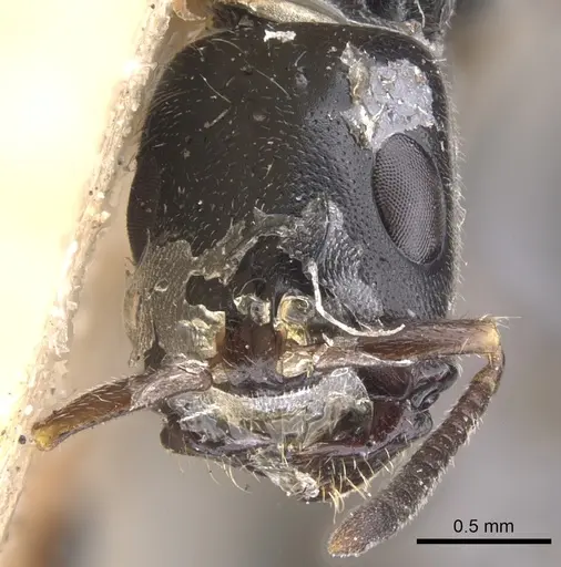 Tetraponera nigra - CASENT0902830