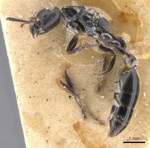 Tetraponera nigra - CASENT0902830