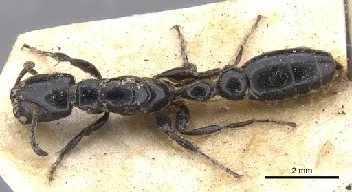 Tetraponera nigra - CASENT0902831