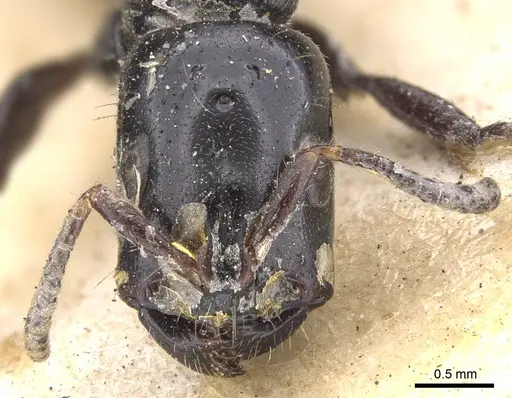 Tetraponera nigra - CASENT0902831