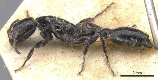 Tetraponera nigra - CASENT0902831