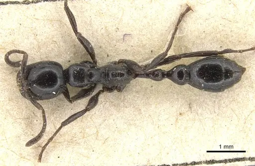 Tetraponera nigra - CASENT0904036