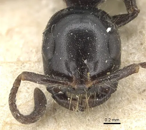 Tetraponera nigra - CASENT0904036