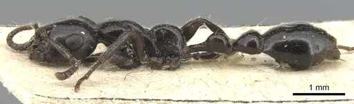 Tetraponera nigra - CASENT0904036