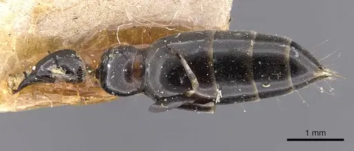 Tetraponera nigra - CASENT0907462