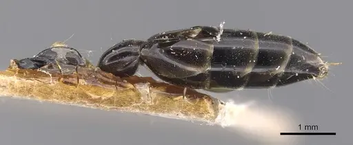 Tetraponera nigra - CASENT0907462