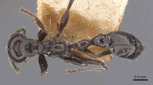 Tetraponera nigra - CASENT0907463