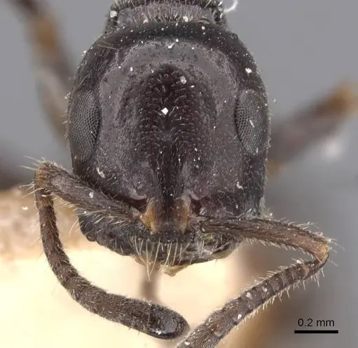 Tetraponera nigra - CASENT0907463