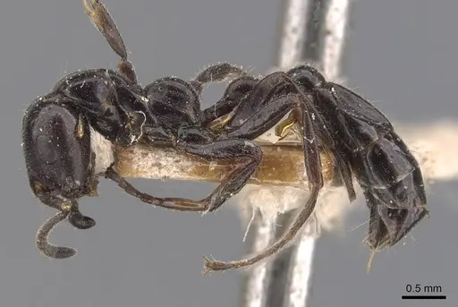 Tetraponera nigra - CASENT0907463