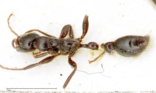 Tetraponera nigra - FOCOL0320