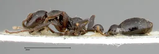 Tetraponera nigra - FOCOL0320