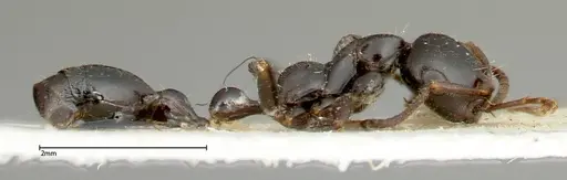 Tetraponera nigra - FOCOL0320