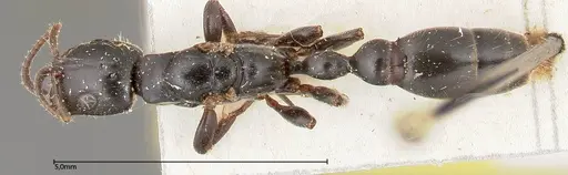 Tetraponera nigra - FOCOL0321