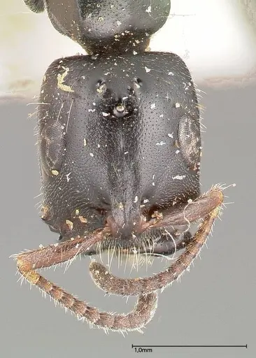 Tetraponera nigra - FOCOL0321