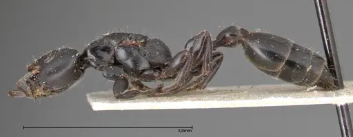 Tetraponera nigra - FOCOL0321