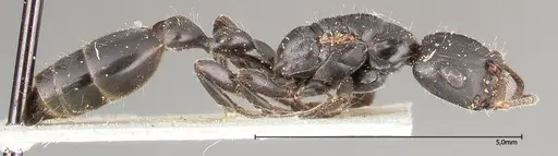 Tetraponera nigra - FOCOL0321