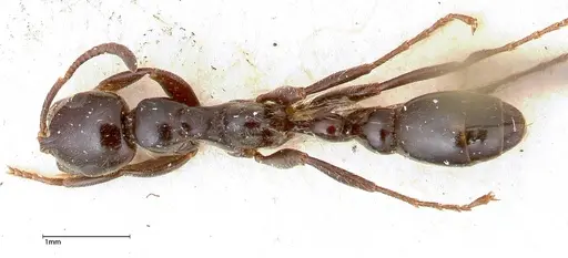 Tetraponera nigra - FOCOL0322