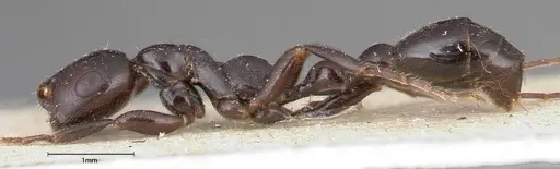 Tetraponera nigra - FOCOL0322