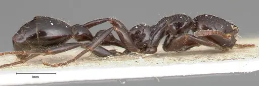 Tetraponera nigra - FOCOL0322