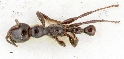 Tetraponera nigra - FOCOL0323