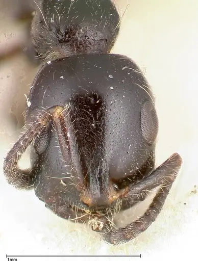 Tetraponera nigra - FOCOL0323