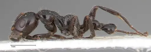 Tetraponera nigra - FOCOL0323