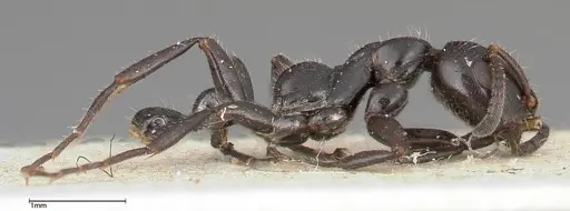 Tetraponera nigra - FOCOL0323