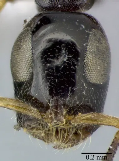 Tetraponera nitida specimen