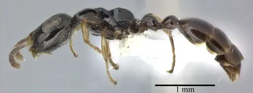 Tetraponera nitida specimen