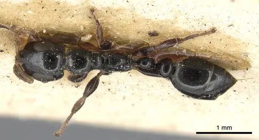 Tetraponera nitida - CASENT0901929