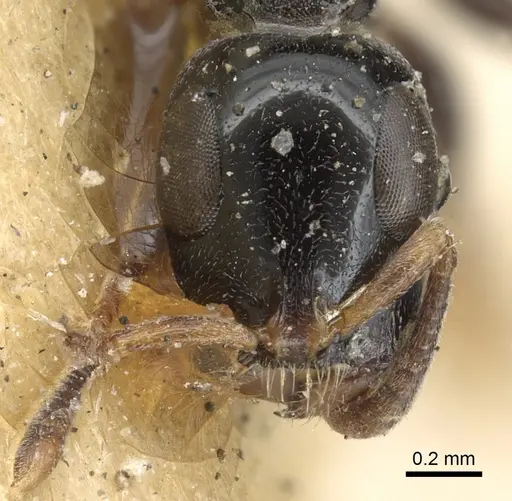 Tetraponera nitida - CASENT0901929