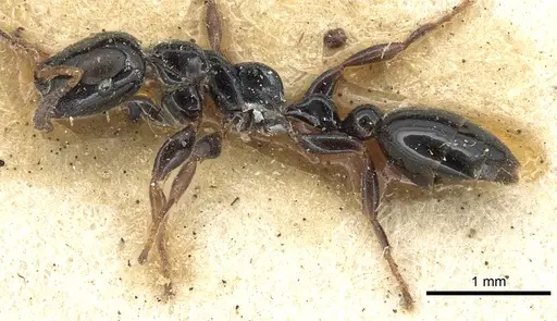 Tetraponera nitida - CASENT0901929
