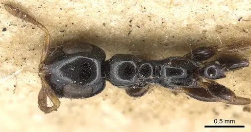 Tetraponera nitida - CASENT0901931