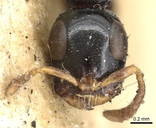 Tetraponera nitida - CASENT0901931