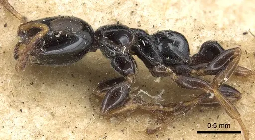 Tetraponera nitida - CASENT0901931