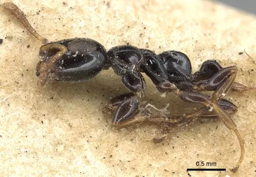 Tetraponera nitida - CASENT0901931