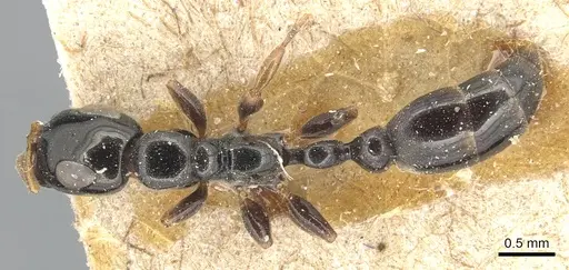 Tetraponera nitida - CASENT0904039