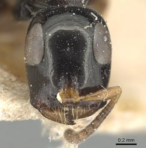 Tetraponera nitida - CASENT0904039