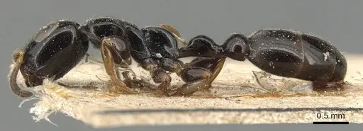 Tetraponera nitida - CASENT0904039