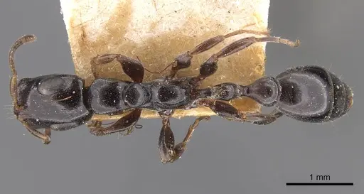 Tetraponera nitida - CASENT0907460