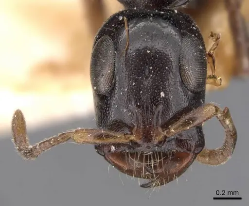 Tetraponera nitida - CASENT0907460