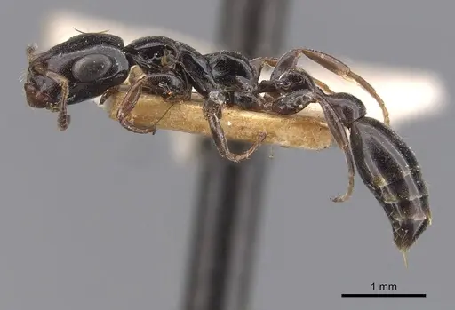 Tetraponera nitida - CASENT0907460